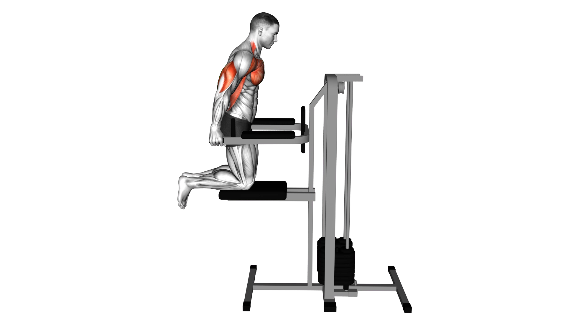 Assisted Chest Dip (kneeling) exercise thumbnail