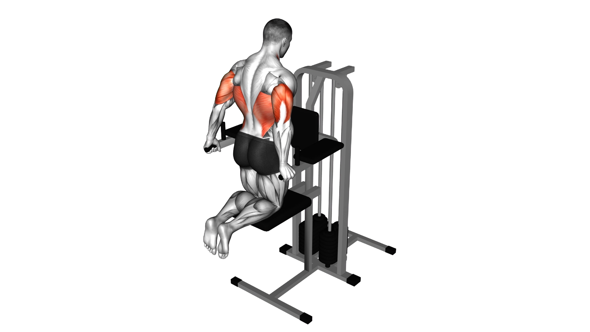 Assisted Triceps Dip (kneeling) exercise demonstration