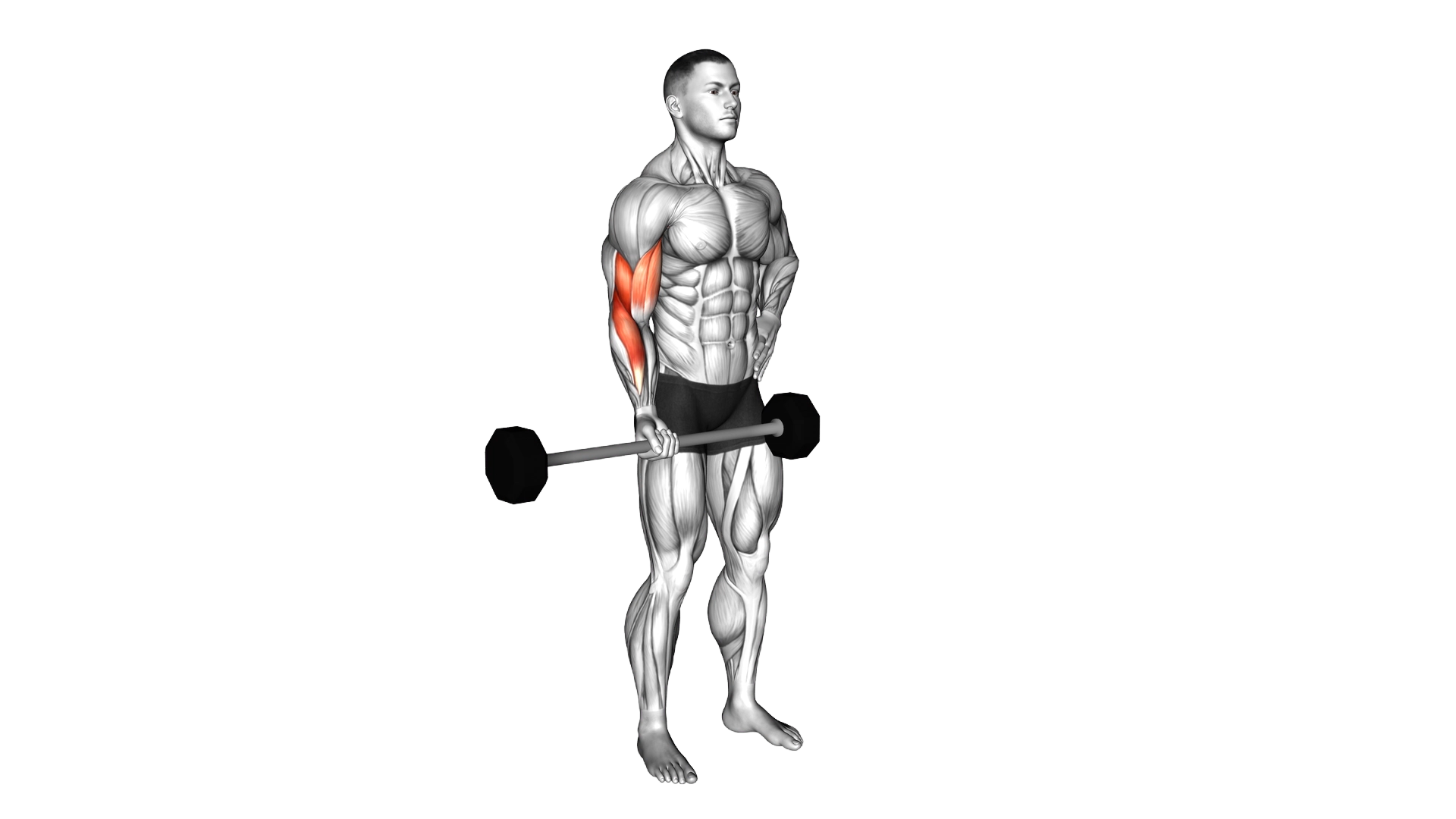 Barbell Alternate Biceps Curl exercise thumbnail