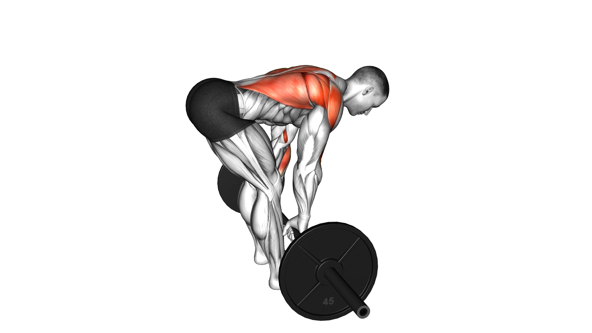 Barbell Bent Over Row exercise demonstration