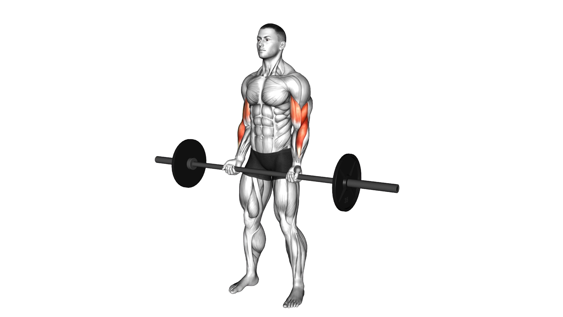 Barbell Curl exercise demonstration