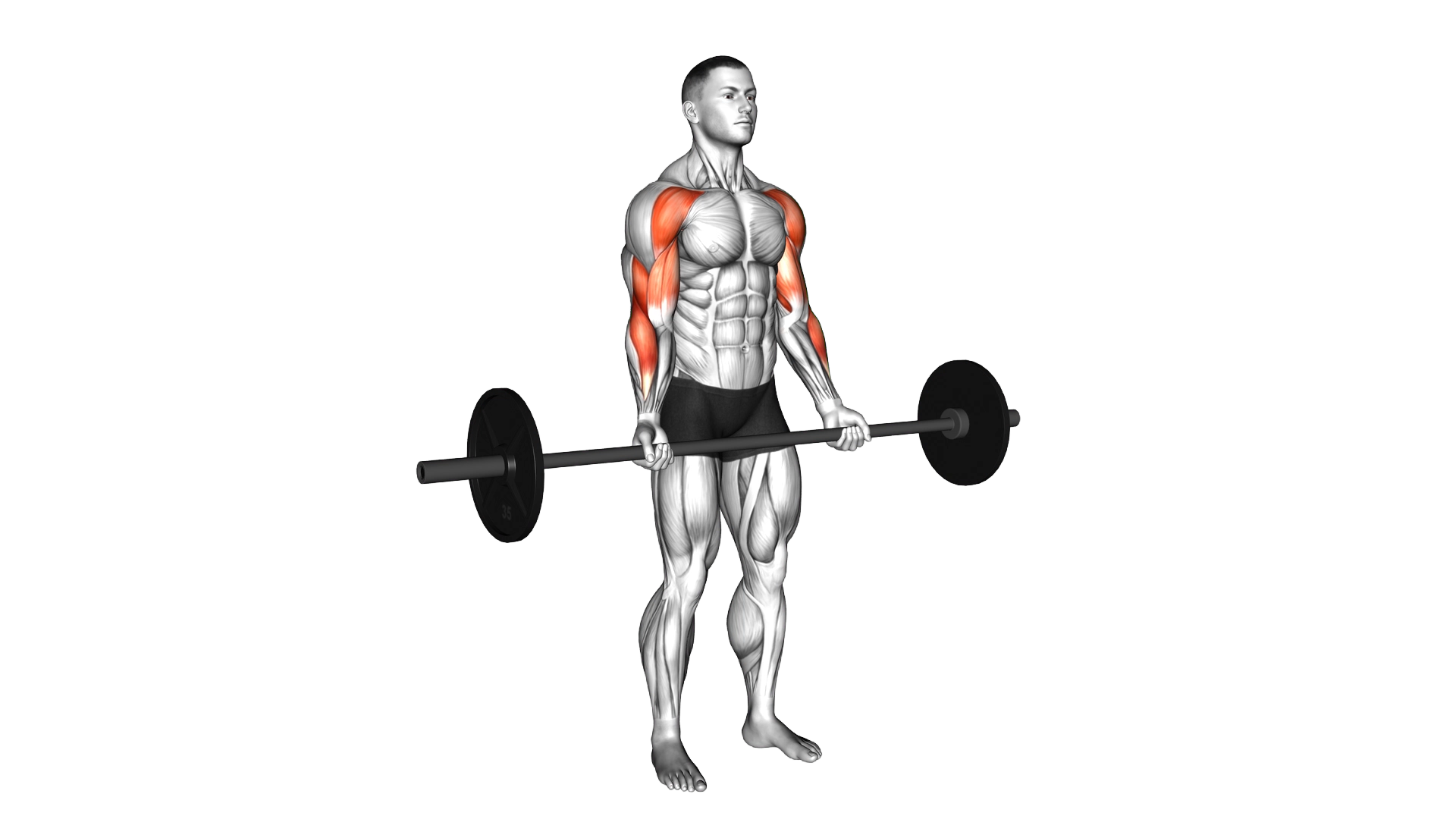 Barbell Drag Curl exercise demonstration