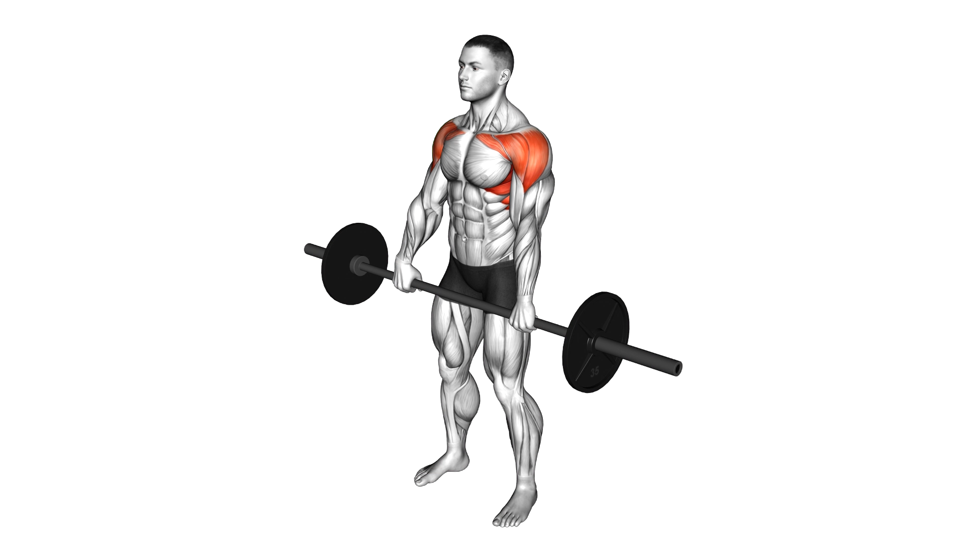 Barbell Front Raise exercise demonstration