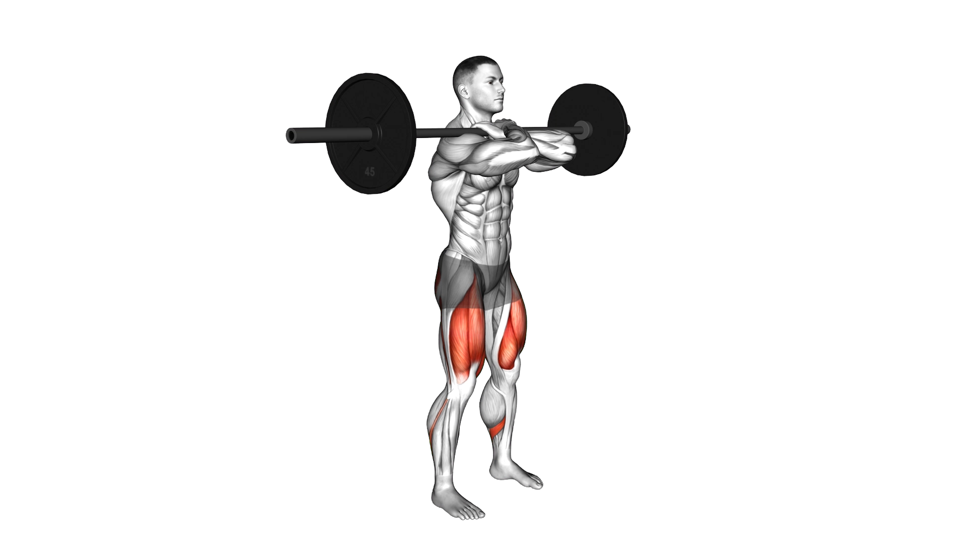 Barbell Front Squat exercise demonstration