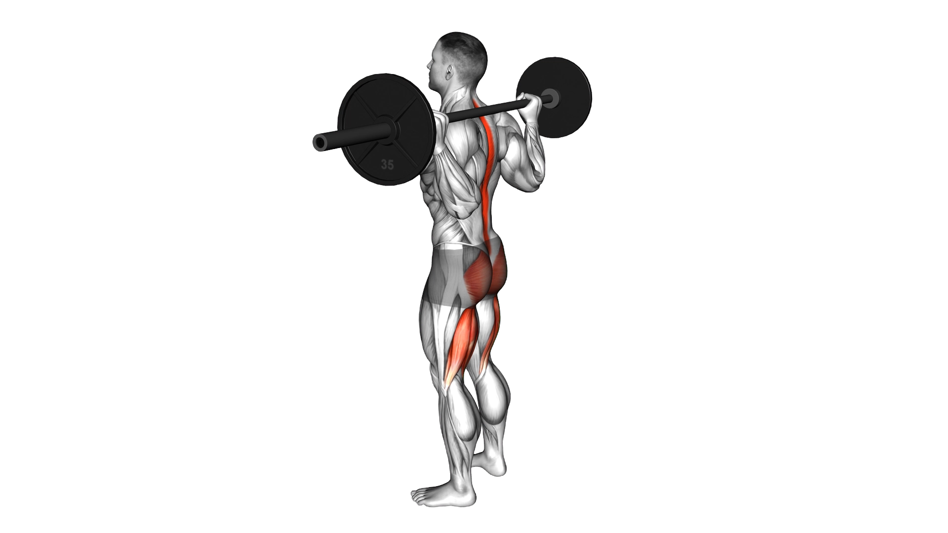 Barbell Good Morning exercise demonstration