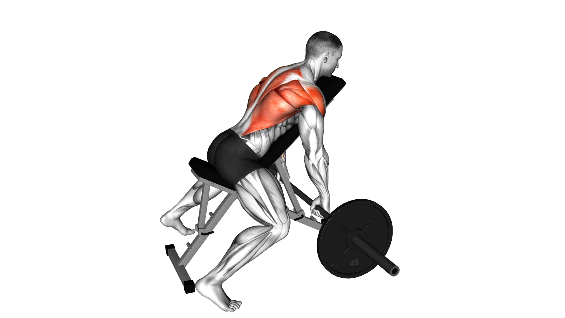 Barbell Incline Row exercise demonstration