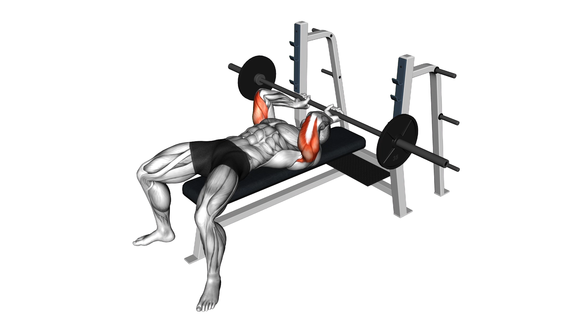 Barbell Lying extension exercise demonstration