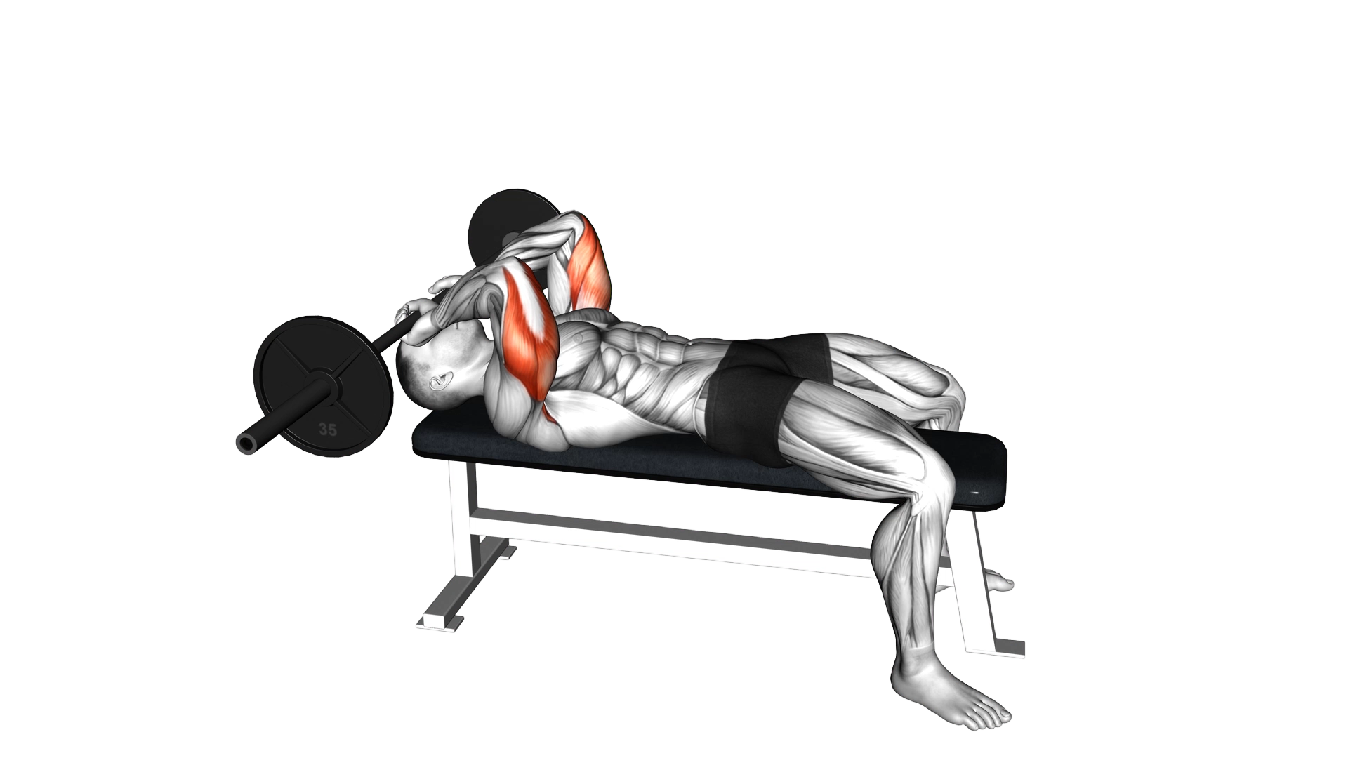 Barbell Lying Triceps Extension Skull Crusher exercise demonstration