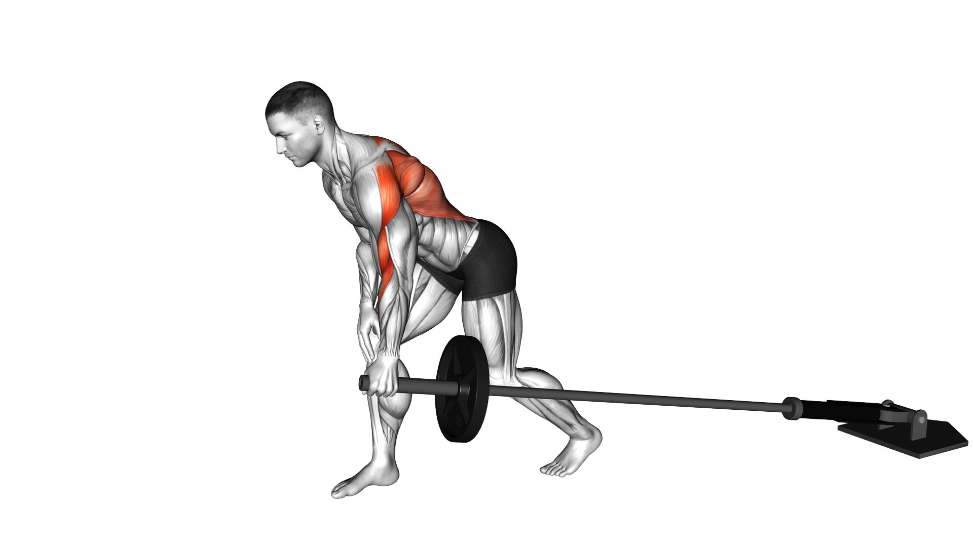 Barbell One Arm Bent over Row exercise demonstration
