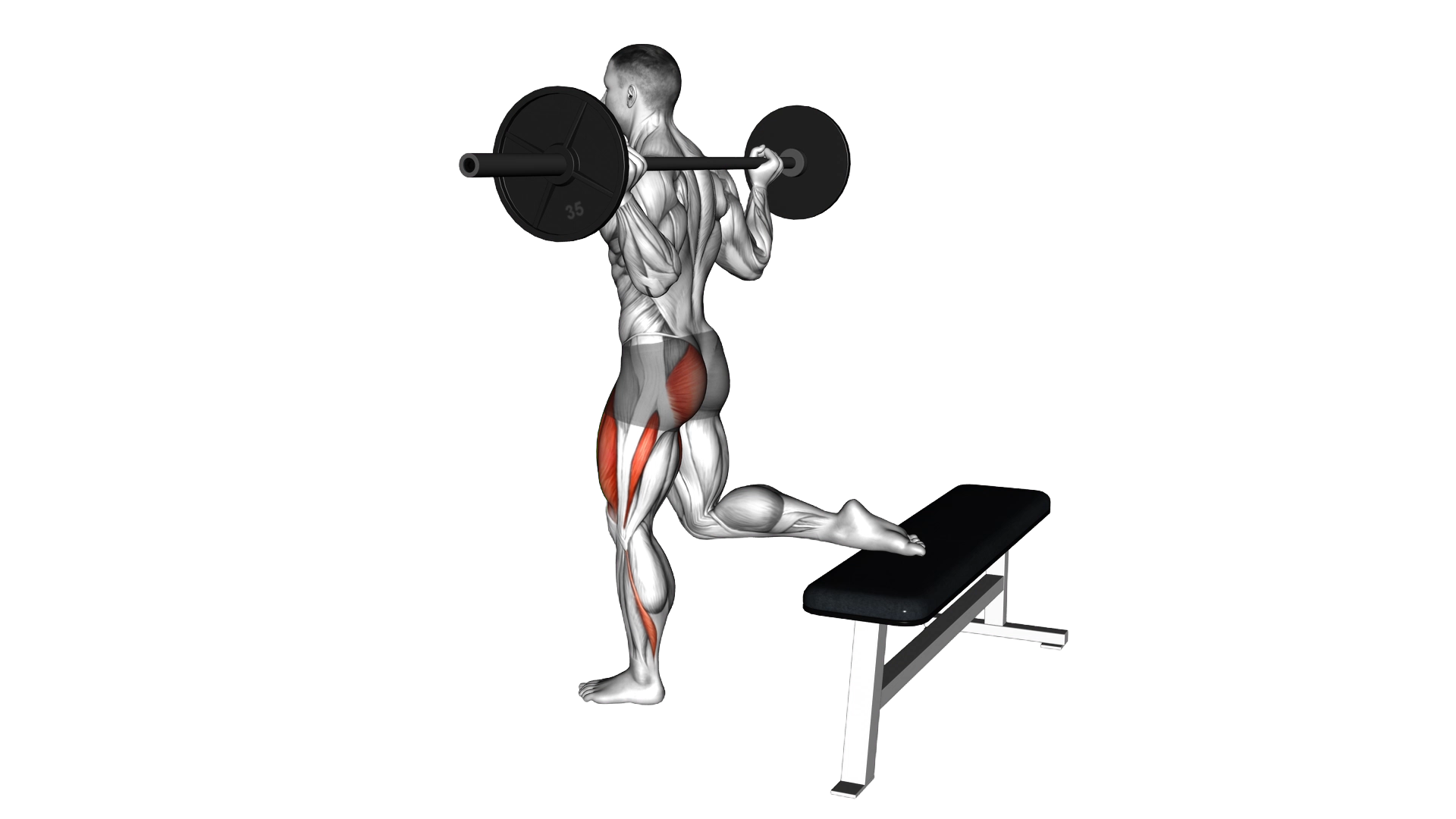Barbell One Leg Squat exercise demonstration