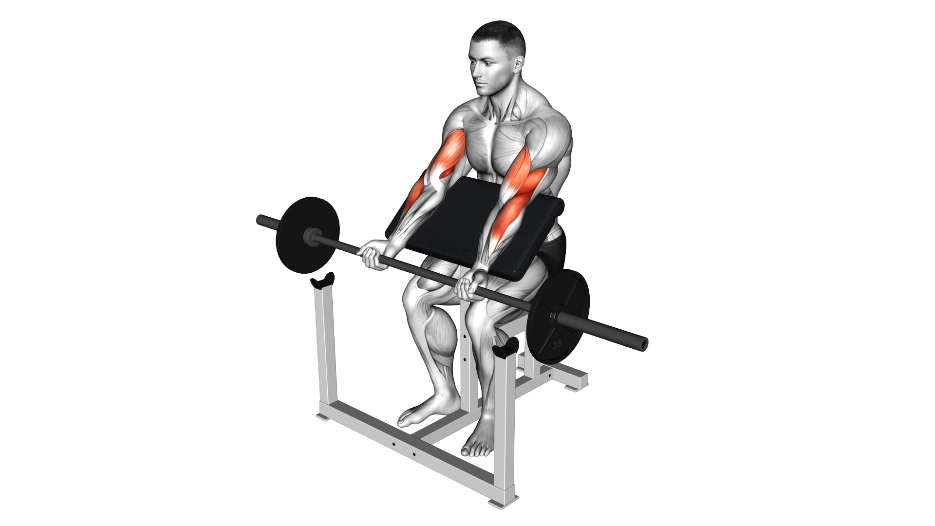 Barbell Preacher Curl exercise demonstration