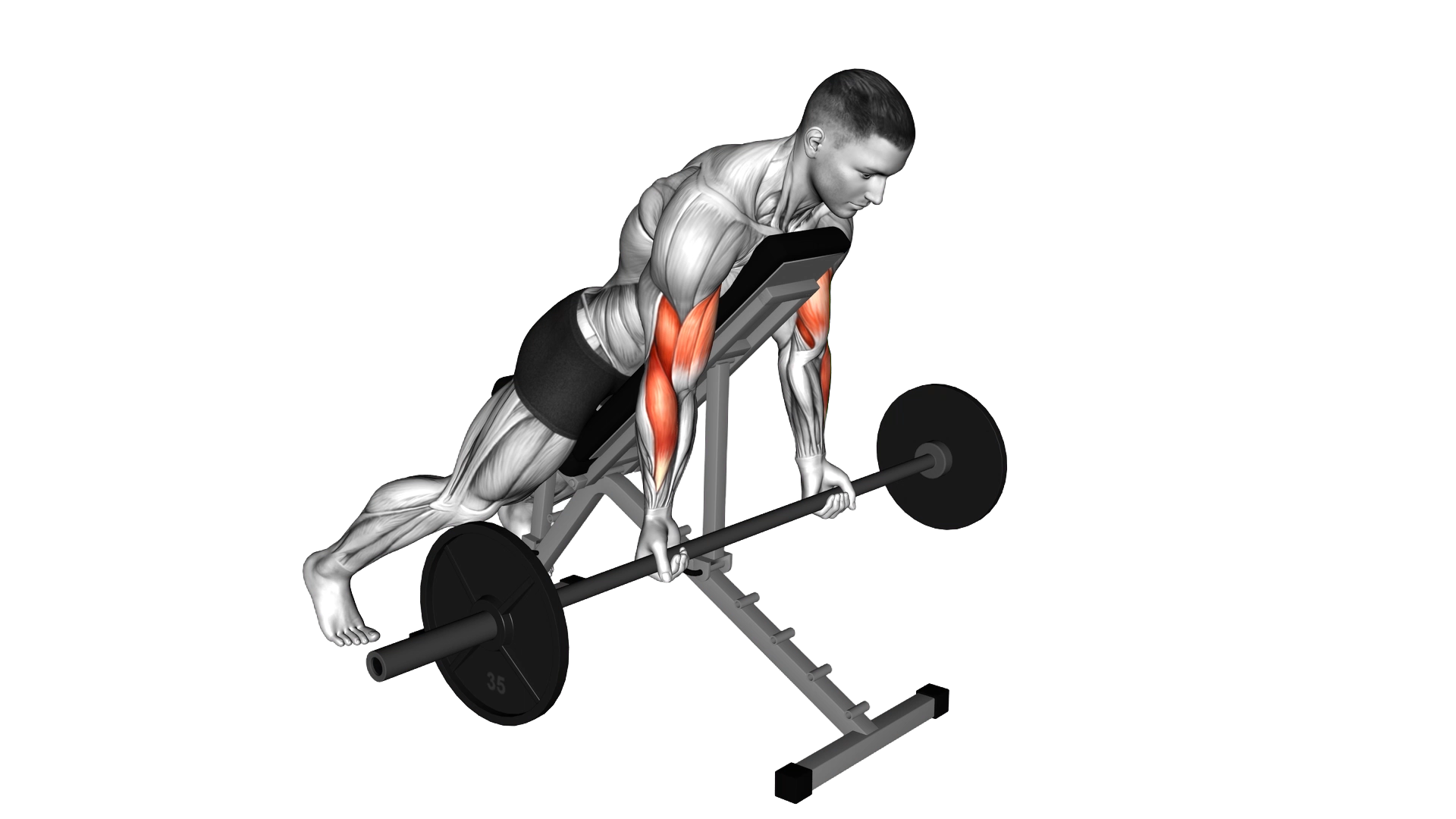 Barbell Prone Incline Curl exercise demonstration