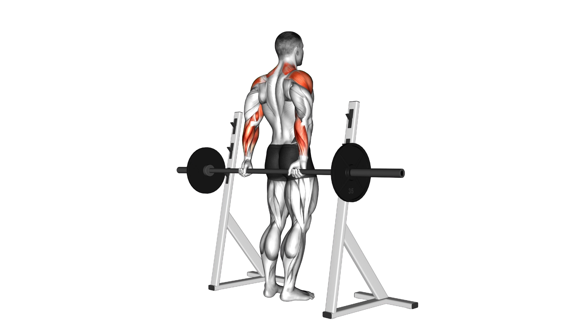 Barbell Rear Delt Raise exercise thumbnail