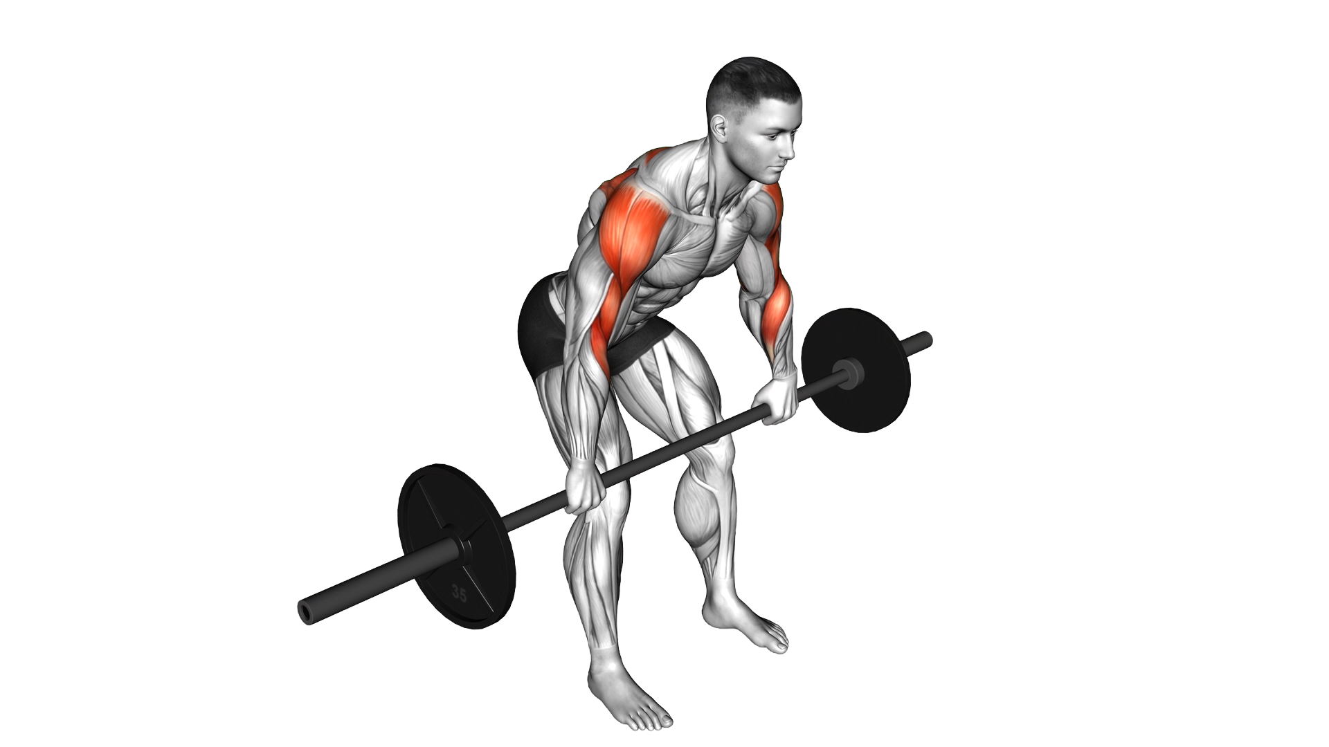 Barbell Rear Delt Row exercise demonstration