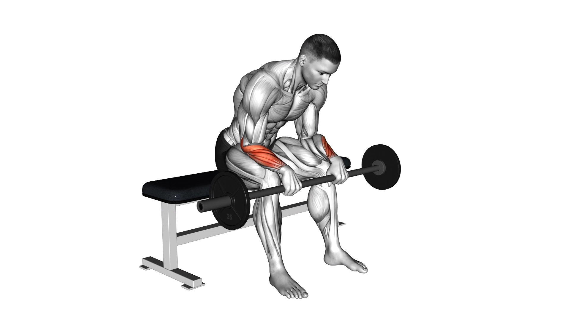 Barbell Wrist Reverse Curl exercise demonstration