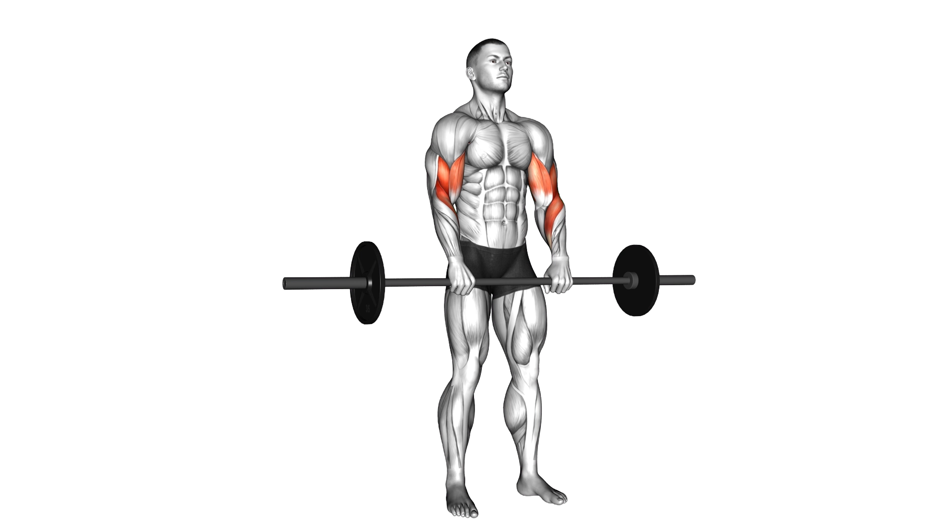 Barbell Reverse Curl exercise demonstration