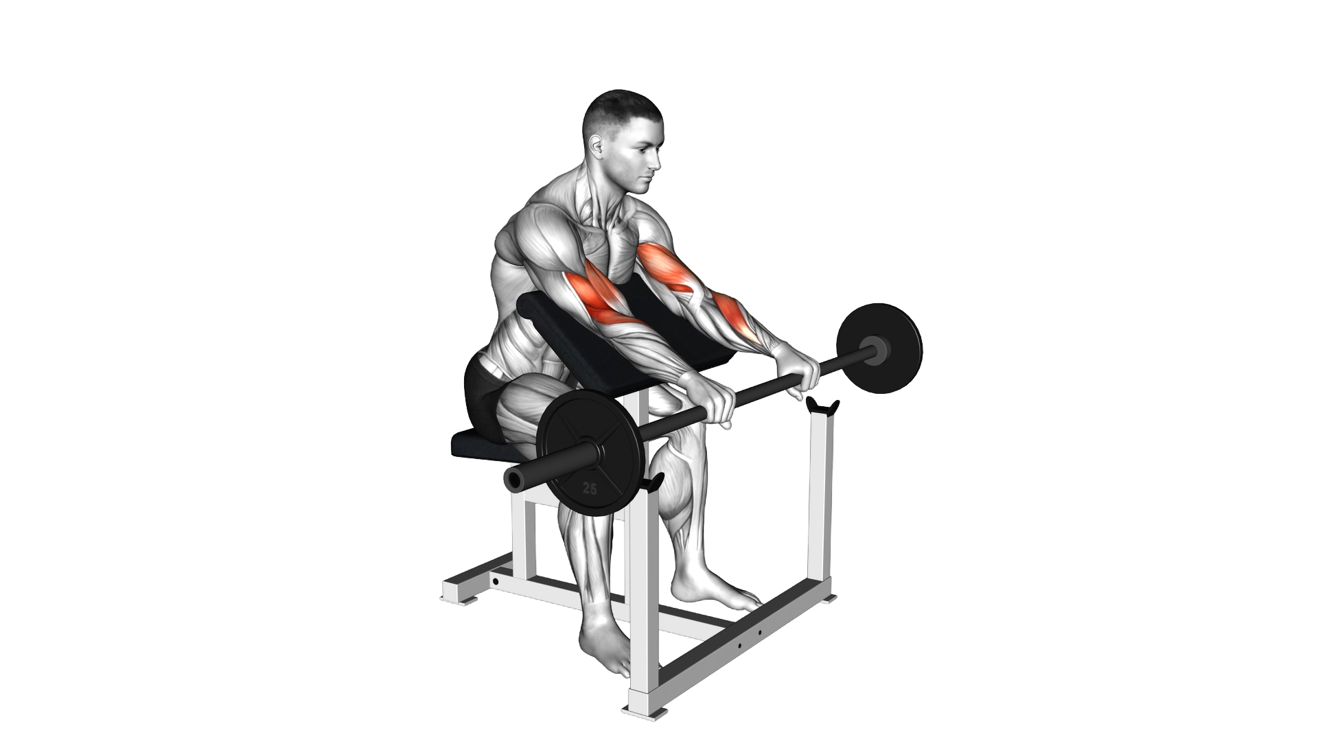 Barbell Reverse Preacher Curl exercise demonstration