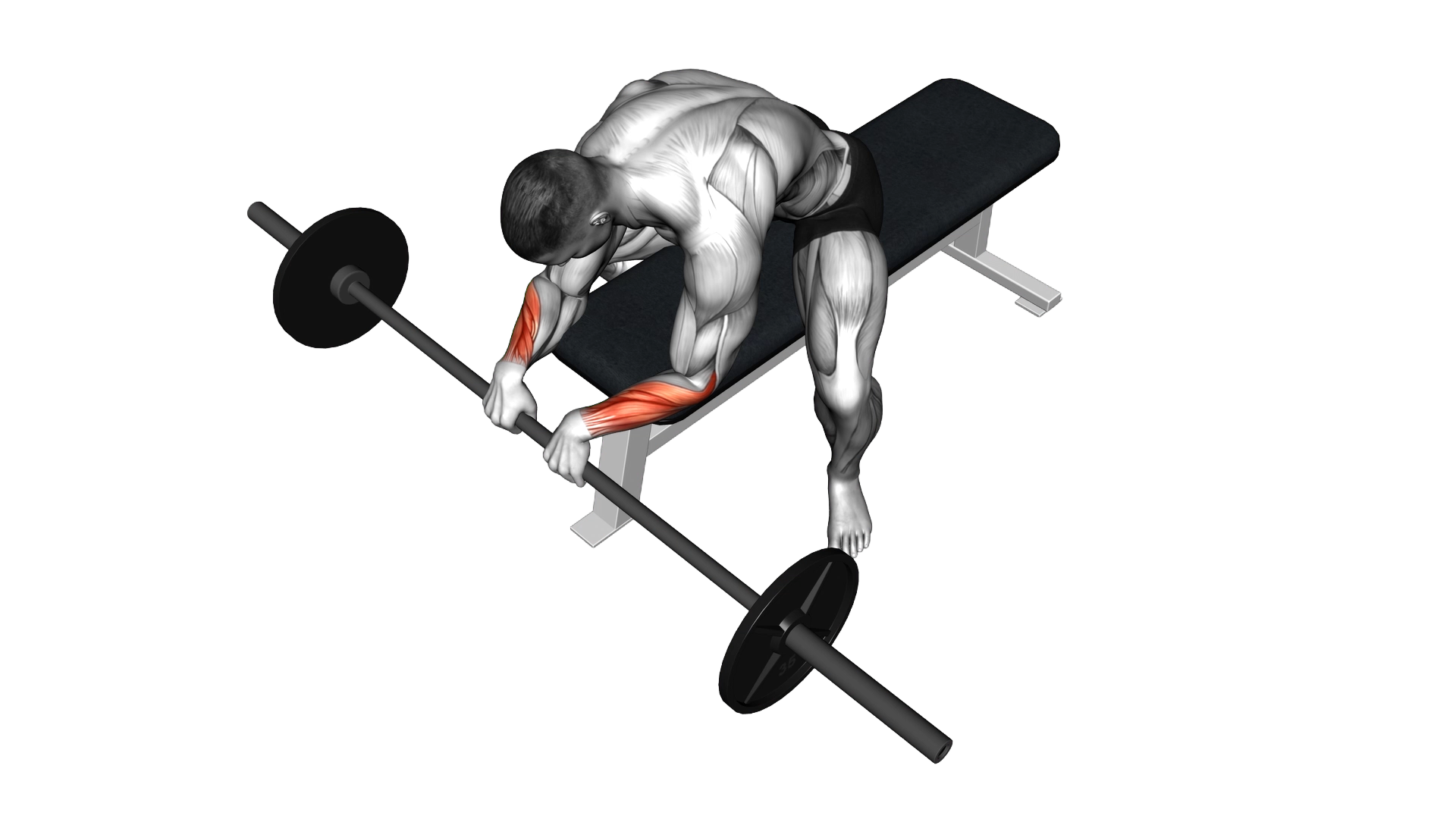 Barbell Reverse Wrist Curl exercise demonstration