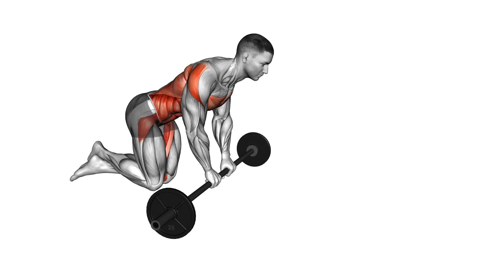 Barbell Rollout exercise demonstration