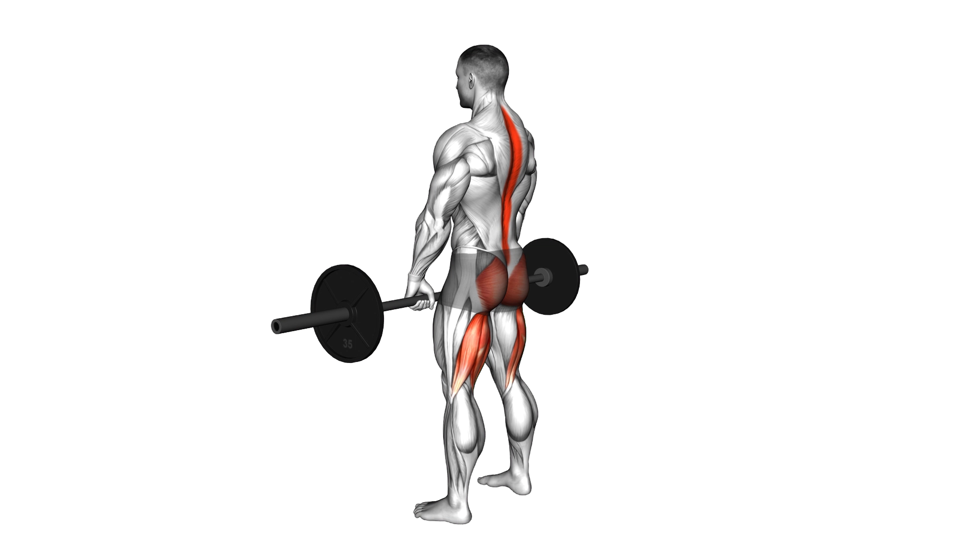 Barbell Romanian Deadlift exercise demonstration
