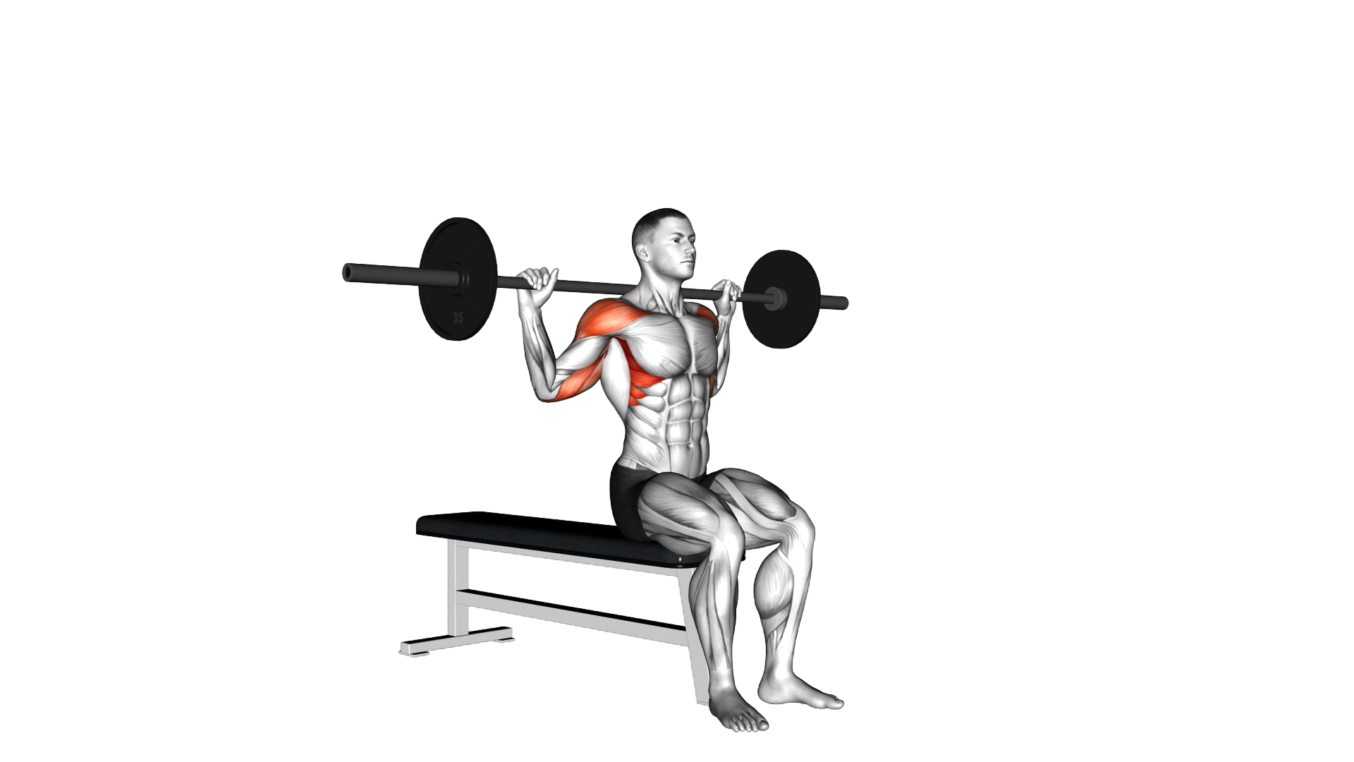 Barbell Seated Behind Head Military Press exercise demonstration