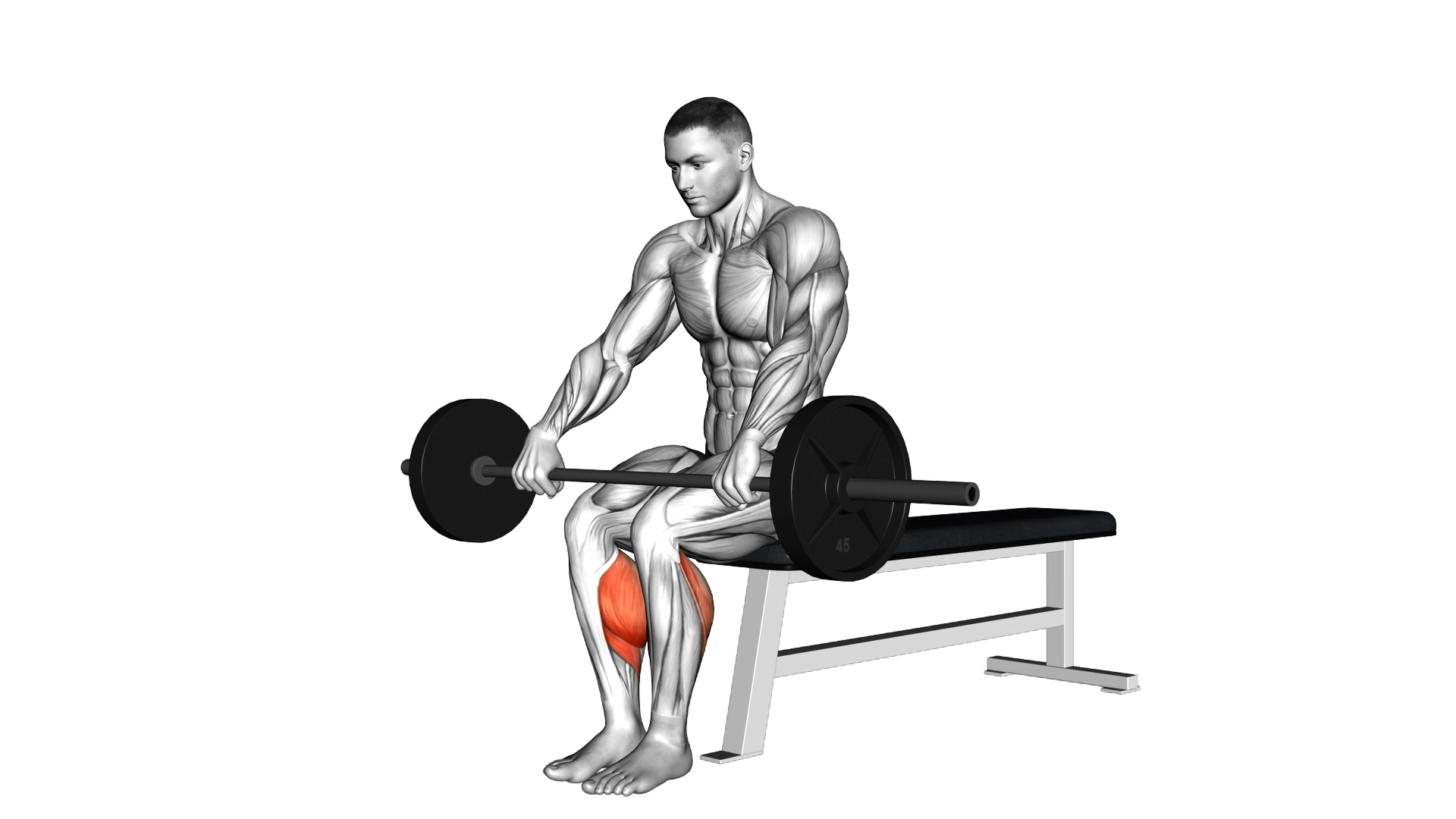 Barbell Seated Calf Raise exercise demonstration