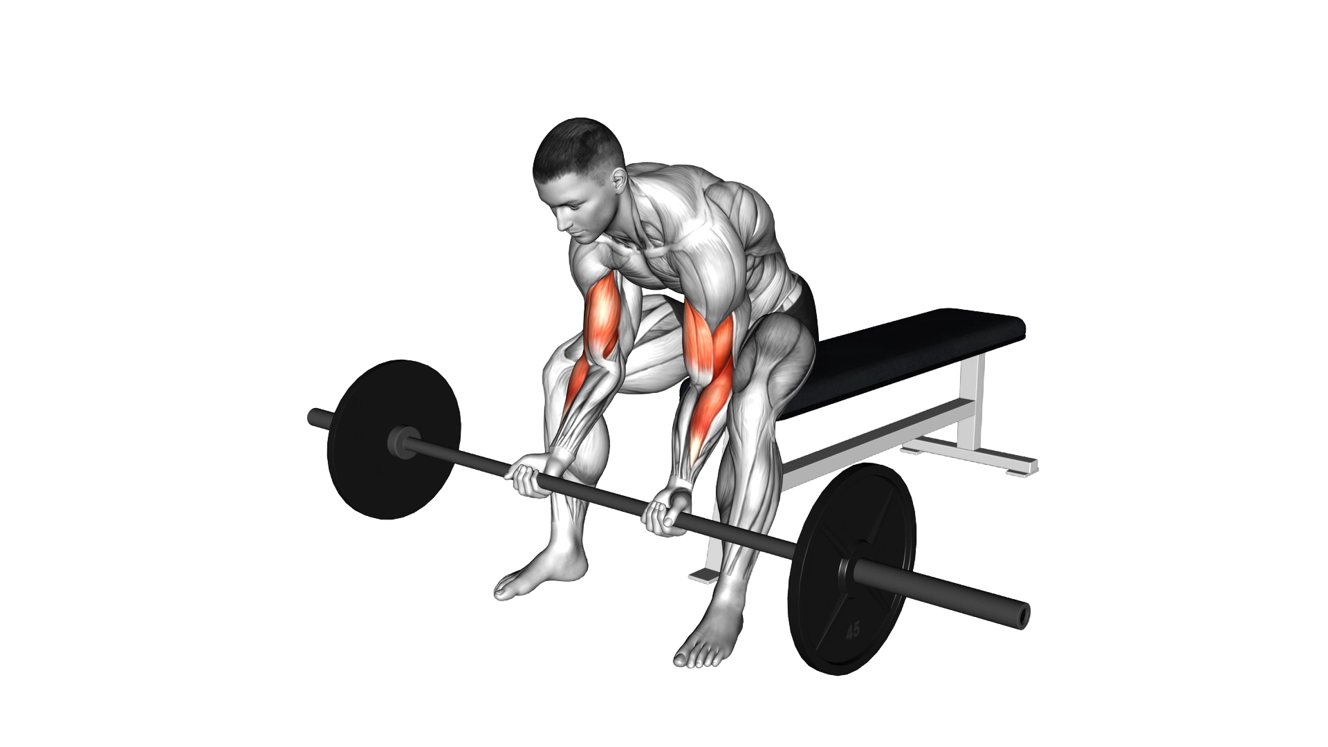 Barbell Seated Close grip Concentration Curl exercise demonstration