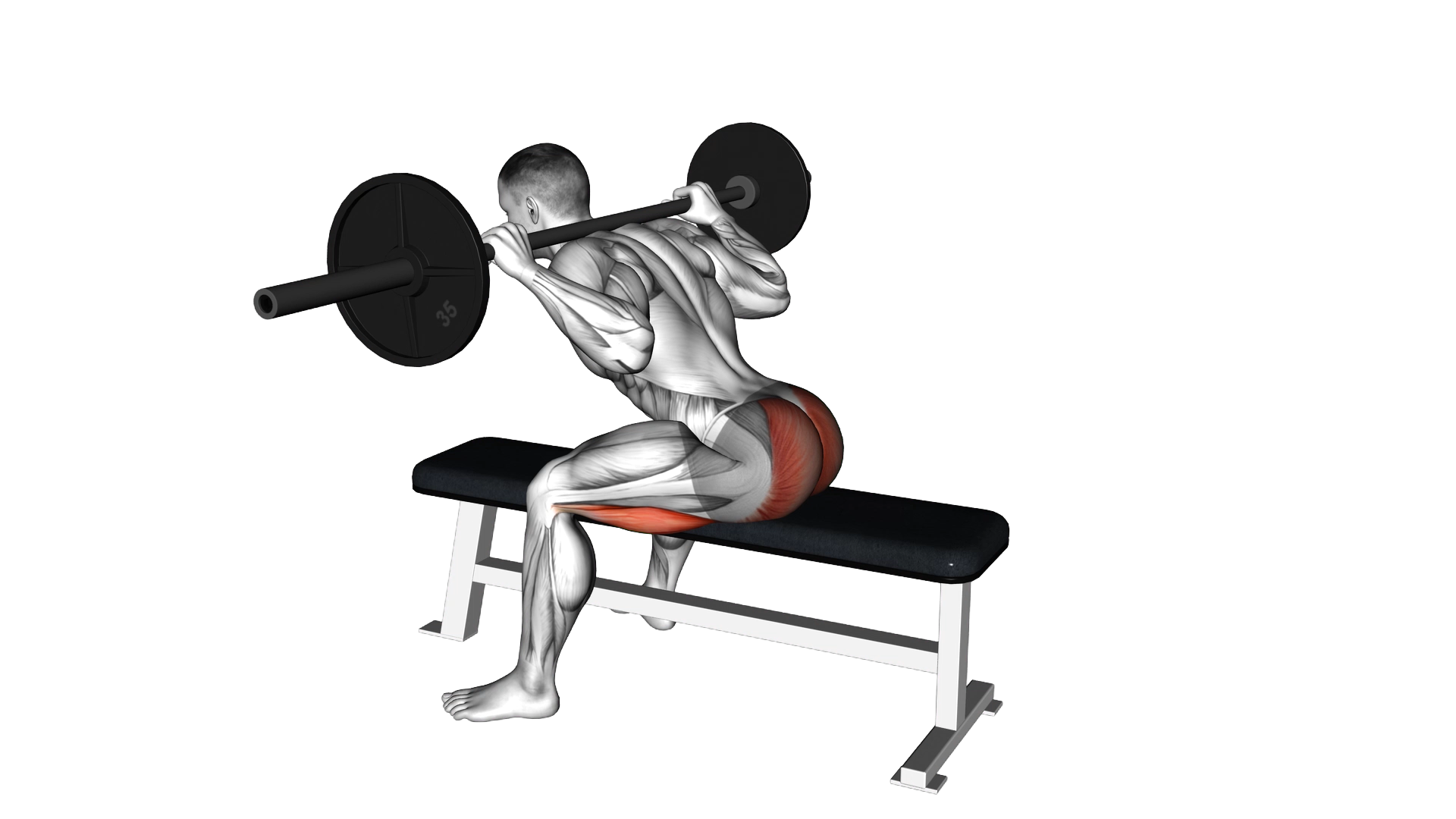 Barbell Seated Good morning exercise demonstration