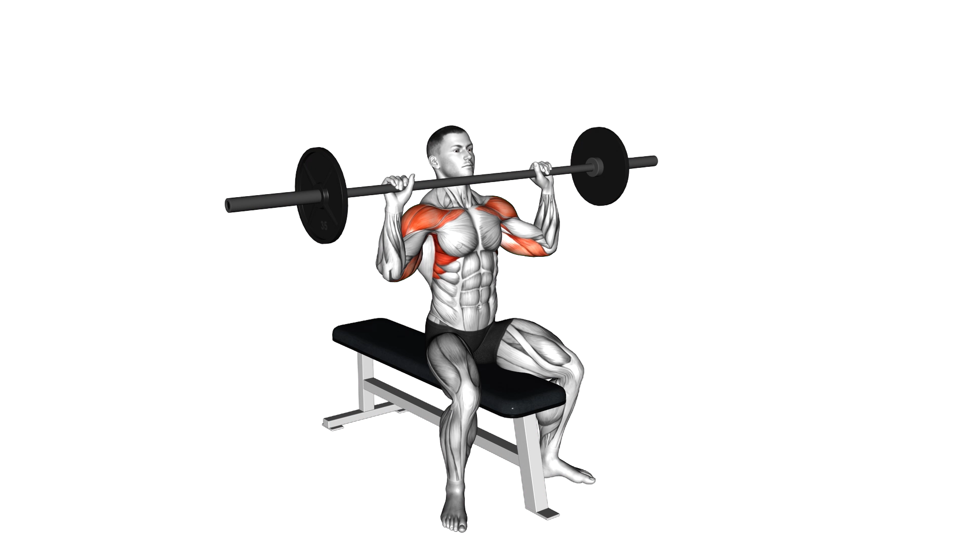 Barbell Seated Overhead Press exercise demonstration