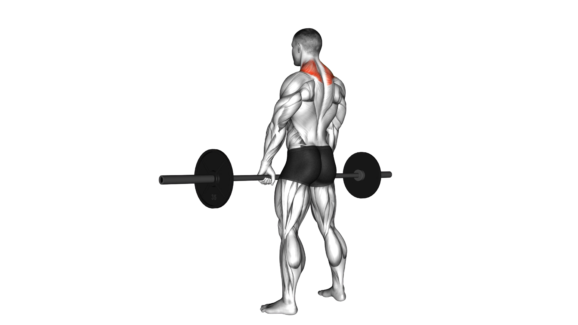 Barbell Shrug exercise thumbnail