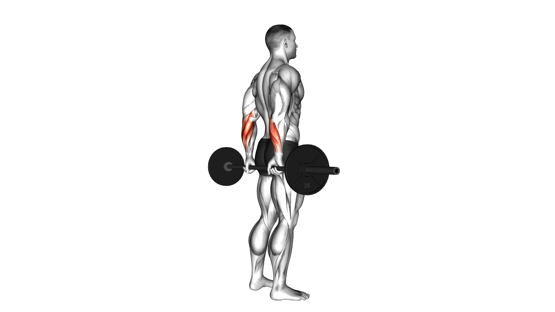Barbell Standing Back Wrist Curl exercise demonstration