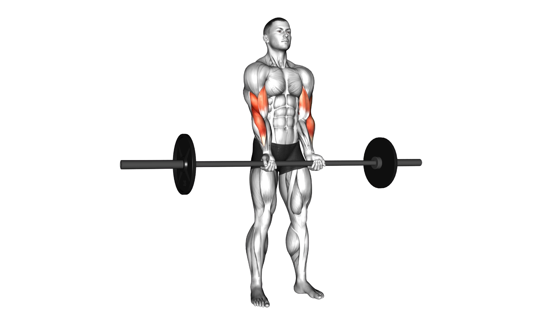 Barbell Standing Close Grip Curl exercise demonstration