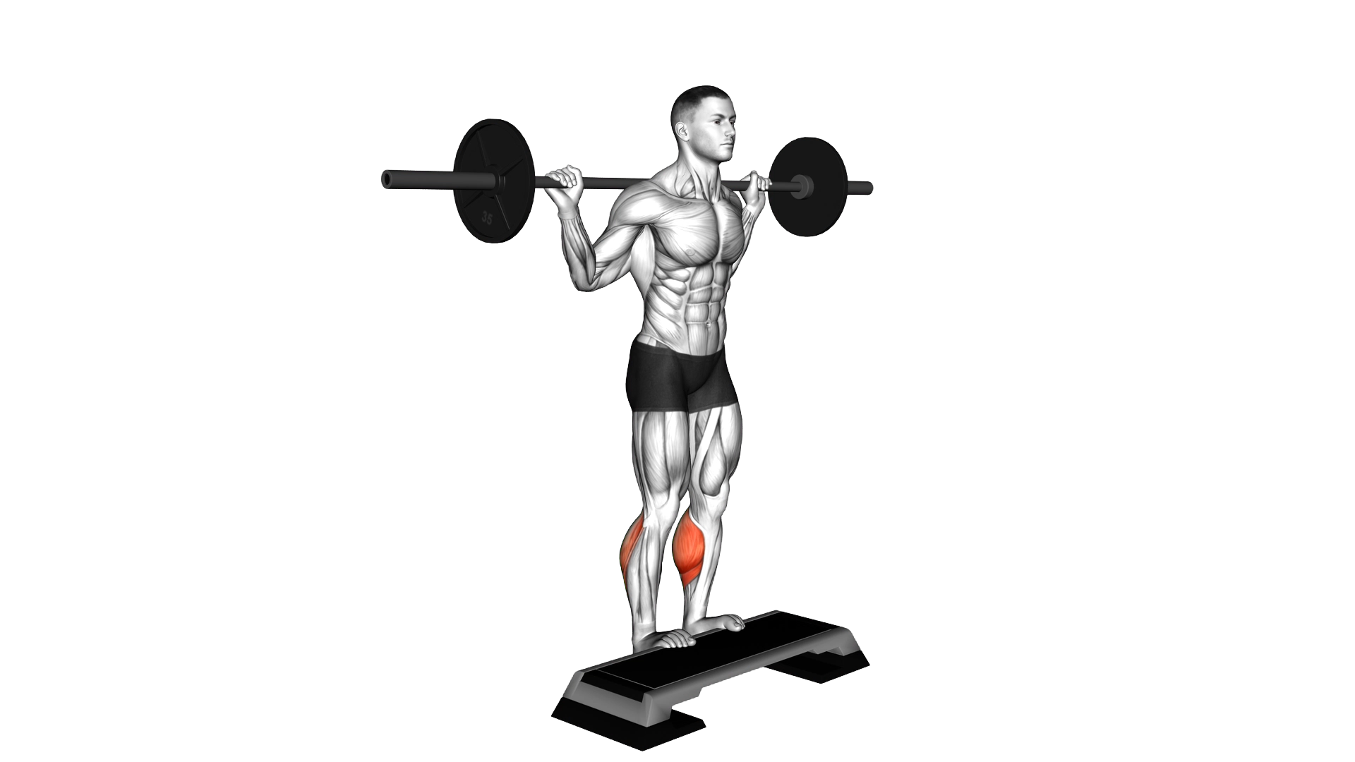 Barbell Standing Leg Calf Raise exercise demonstration