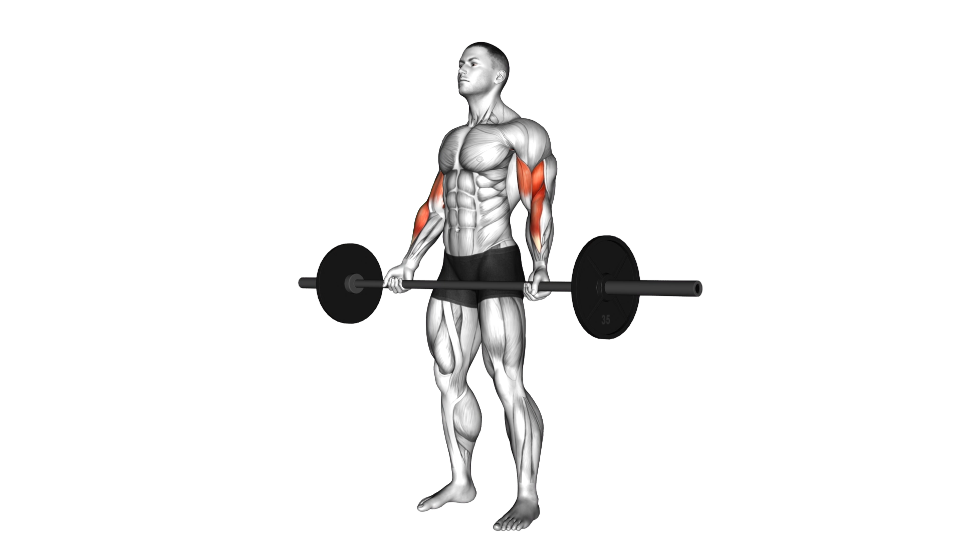 Barbell Standing Wide grip Curl exercise demonstration