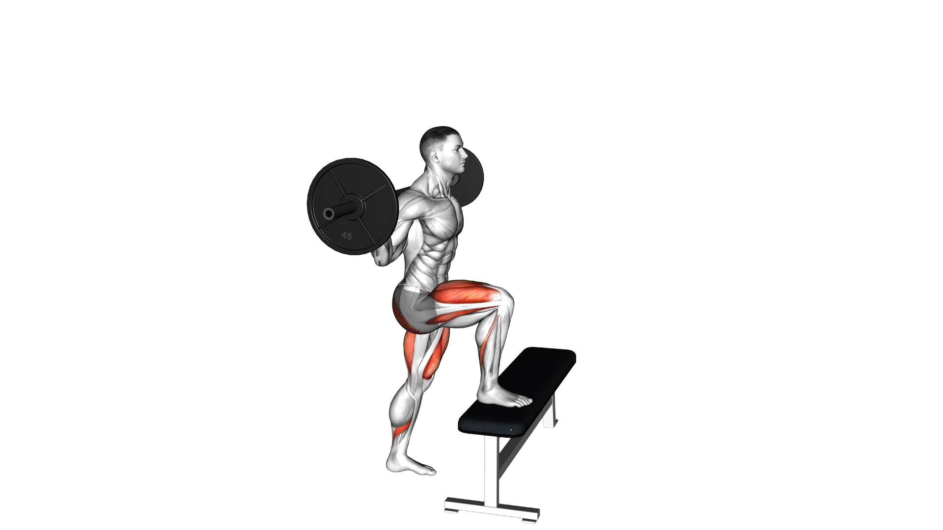 Barbell Step up exercise demonstration