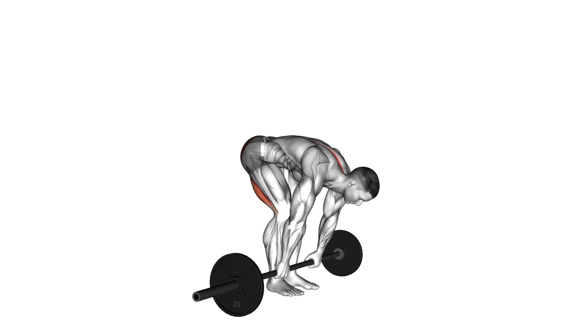 Barbell Straight Leg Deadlift exercise demonstration