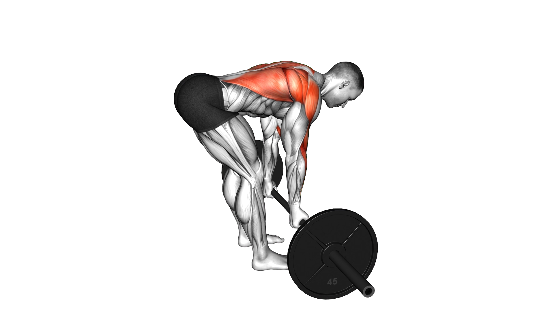 Barbell Underhand Bent Over Row exercise demonstration