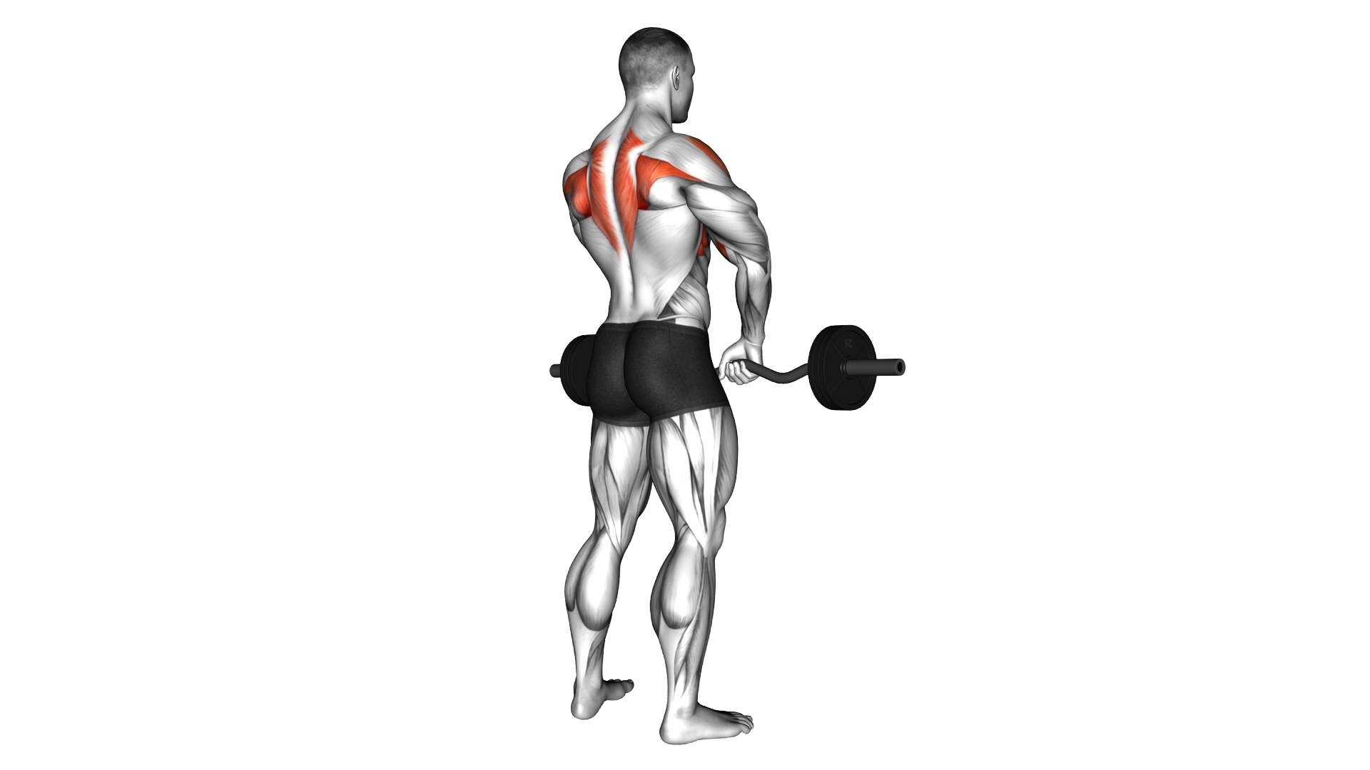 Barbell Upright Row exercise demonstration