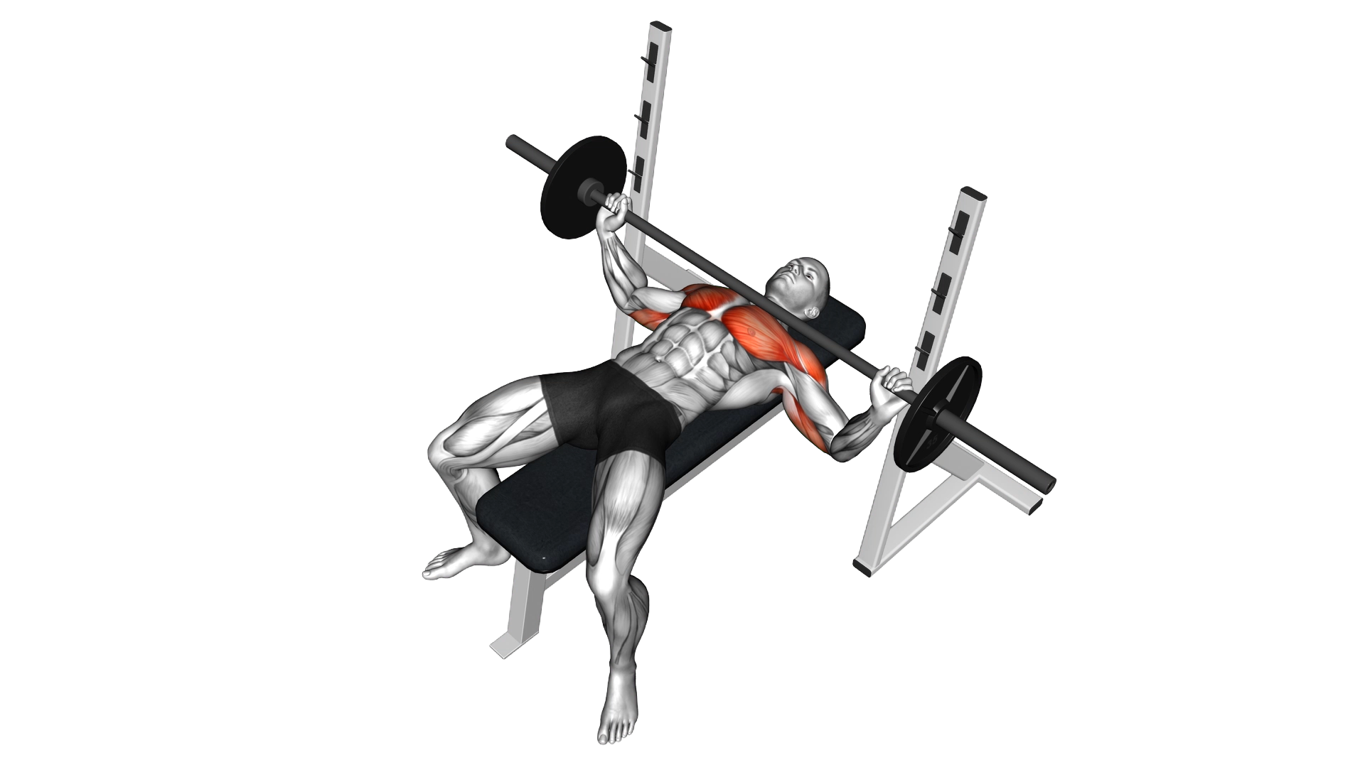 Barbell Wide Bench Press exercise demonstration