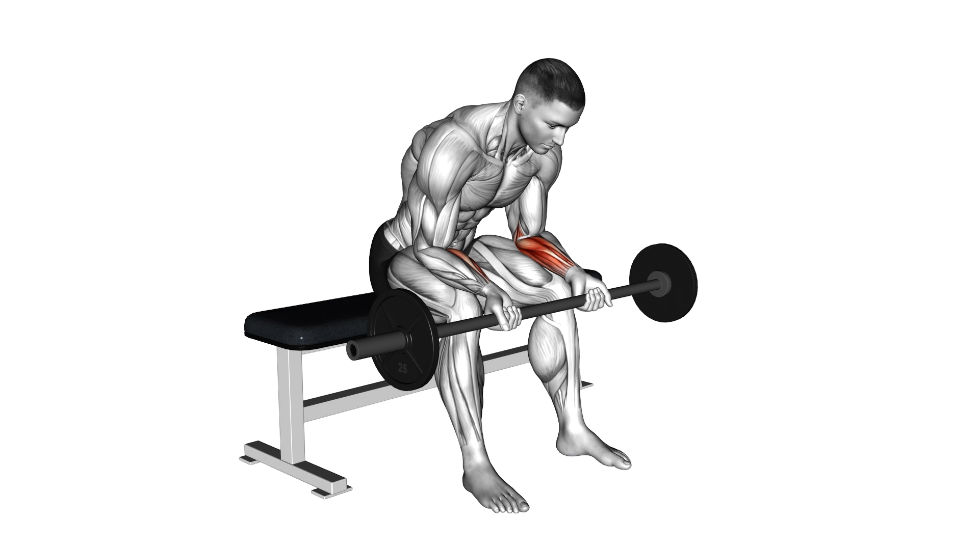 Barbell Wrist Curl exercise demonstration