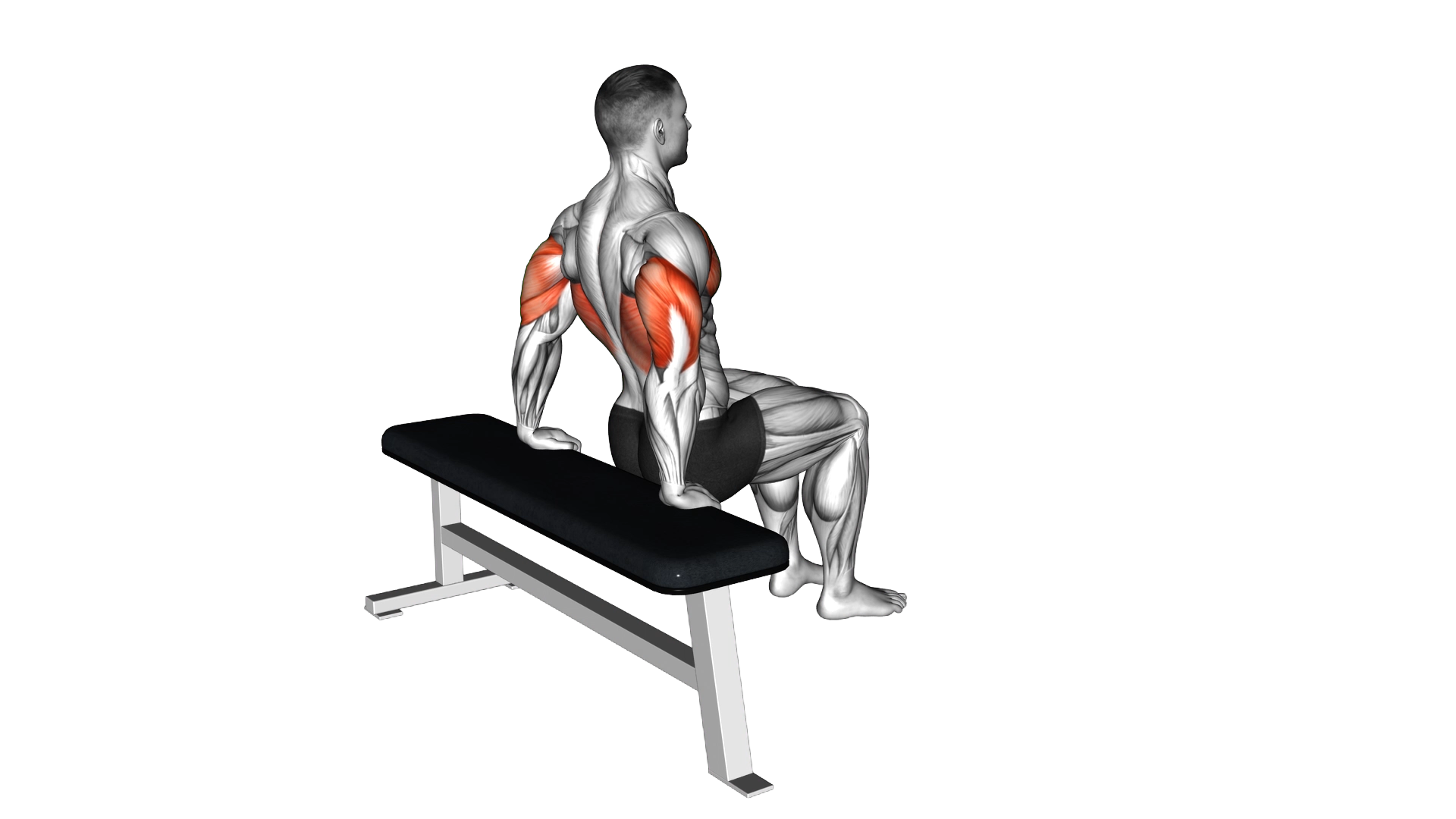 Bench Dip (knees bent) exercise thumbnail