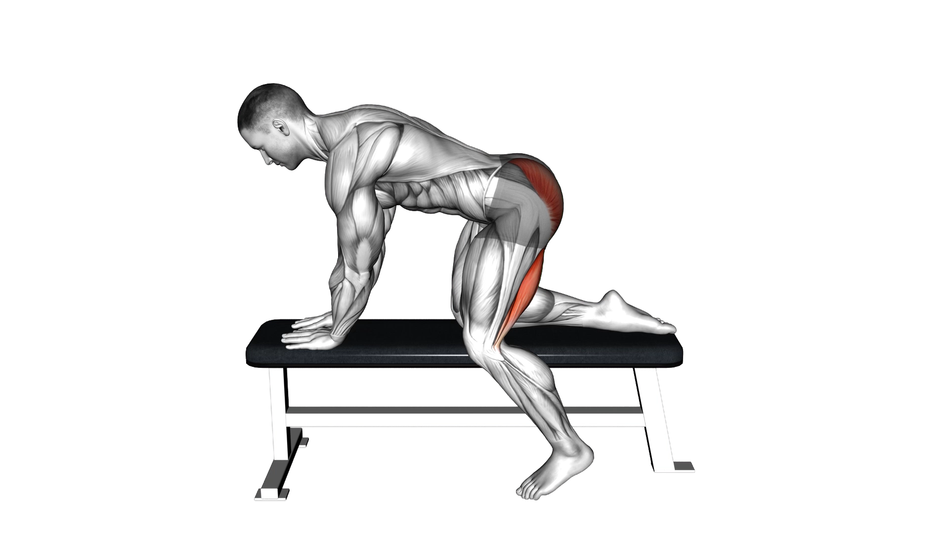 Bench Hip Extension exercise demonstration