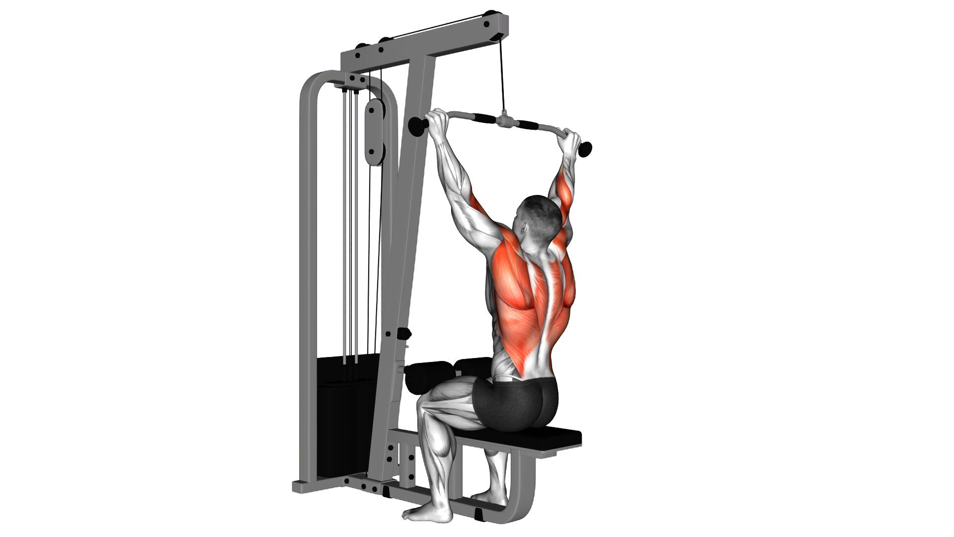Cable Bar Lateral Pulldown exercise thumbnail