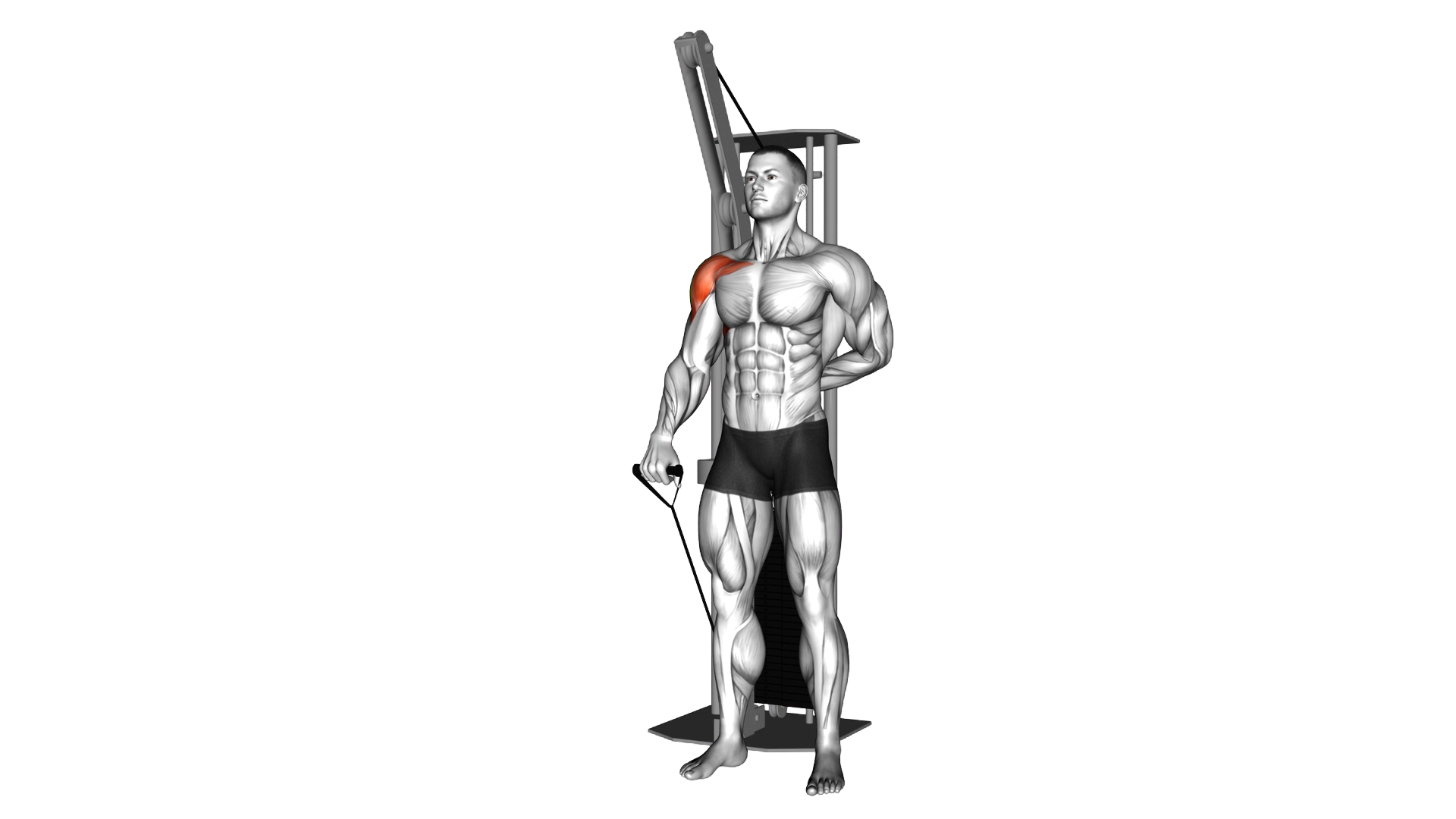 Cable Forward Raise exercise demonstration