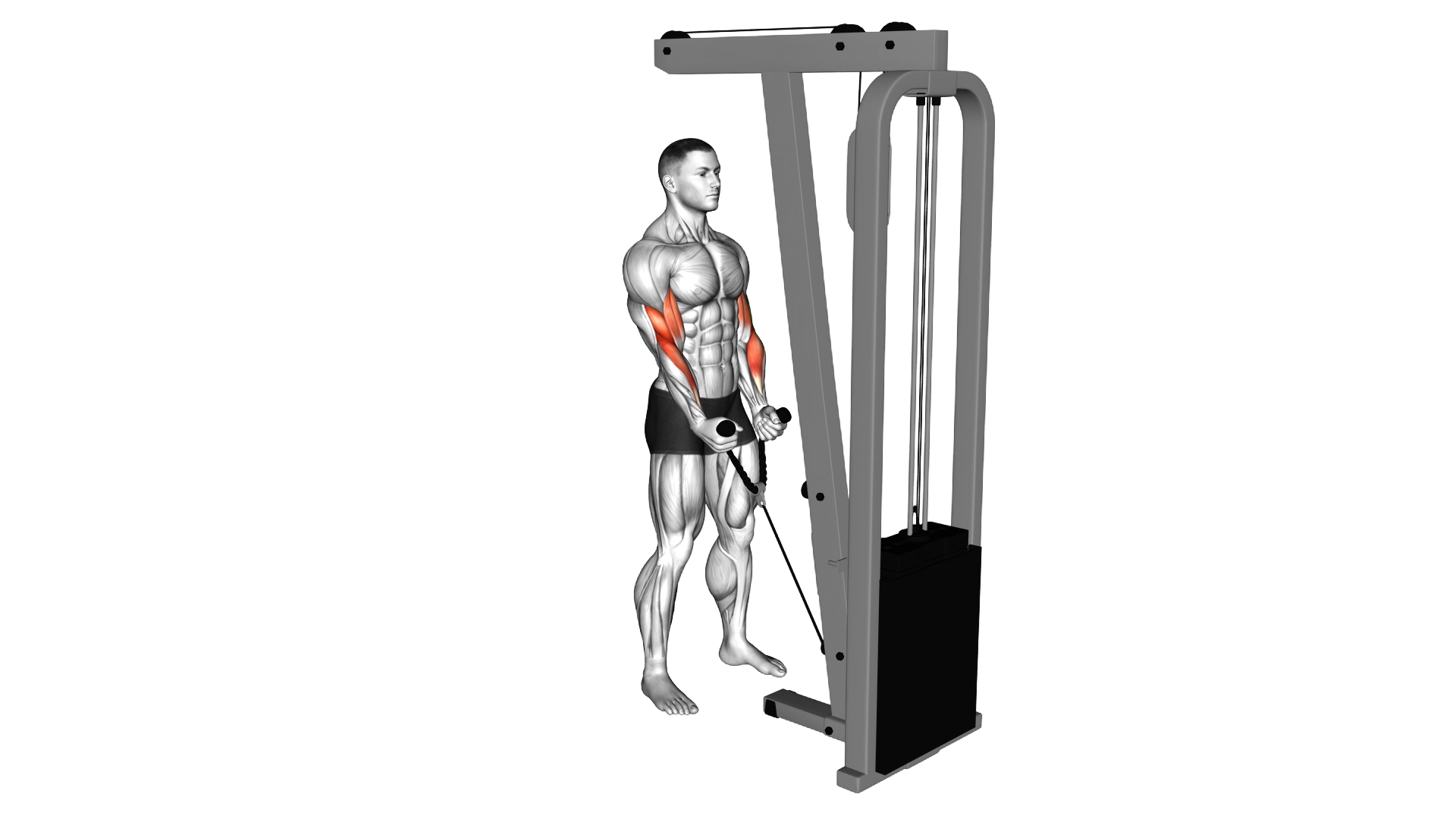 Cable Hammer Curl (with rope) exercise demonstration