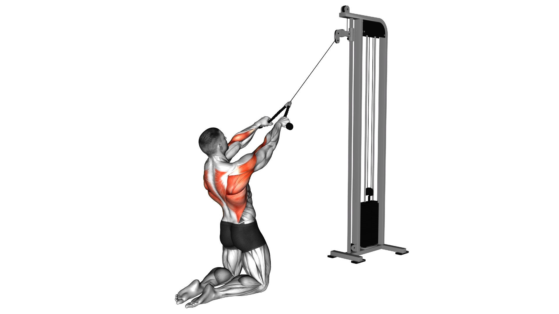 Cable High Row (kneeling rope attachment) exercise demonstration