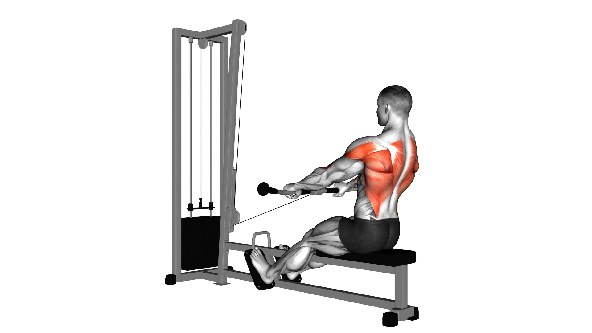 Cable Low Seated Row exercise demonstration
