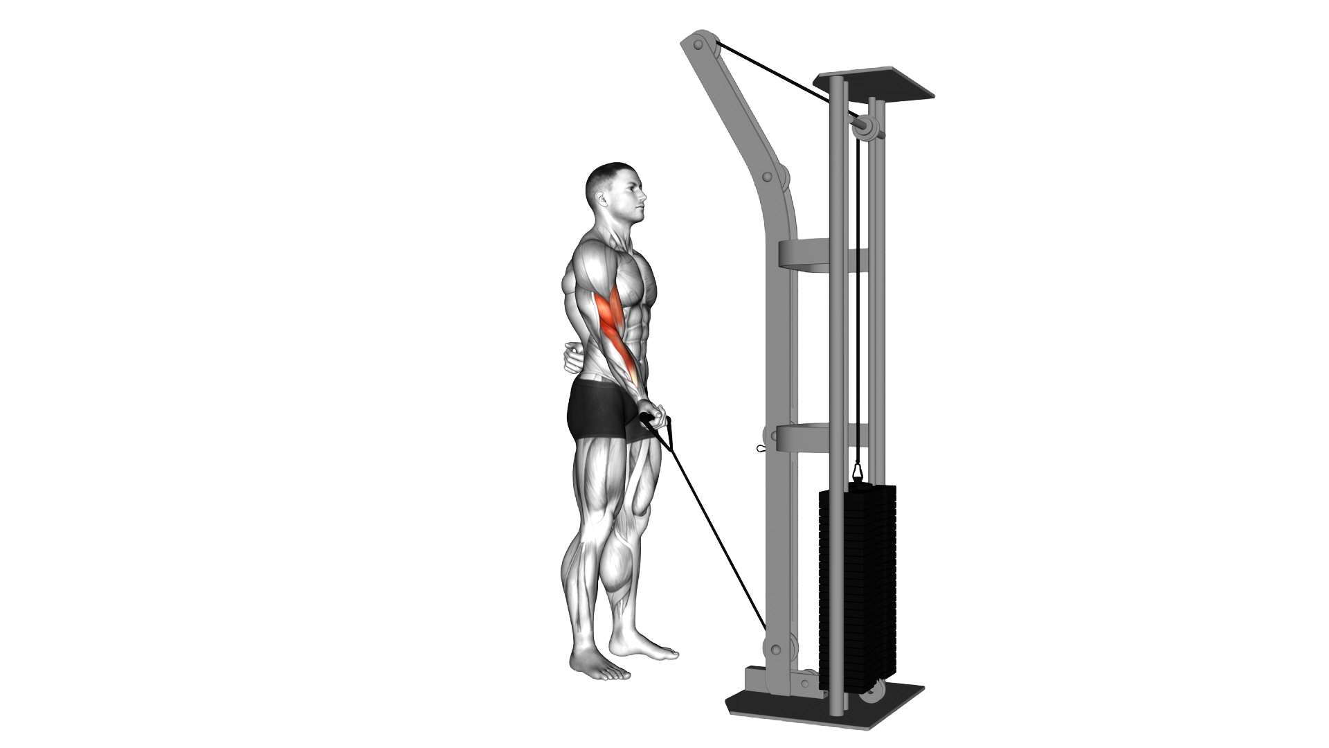 Cable One Arm Curl exercise demonstration