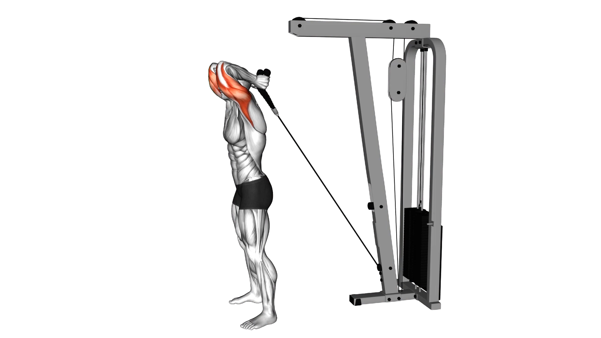 Cable Overhead Triceps Extension (rope attachment) exercise thumbnail