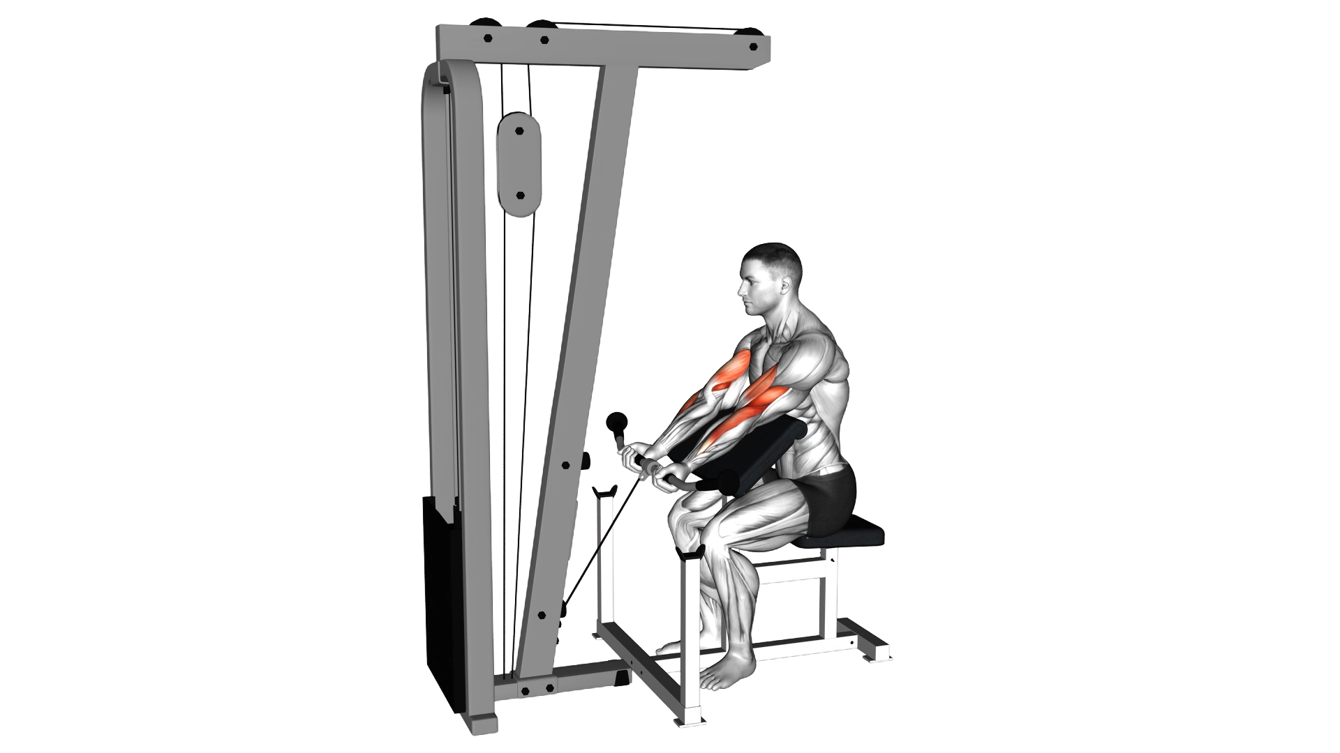 Cable Preacher Curl exercise demonstration
